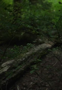 HongKongDoll 玩偶姐姐 - 森林系列第一集 - 旧识相遇